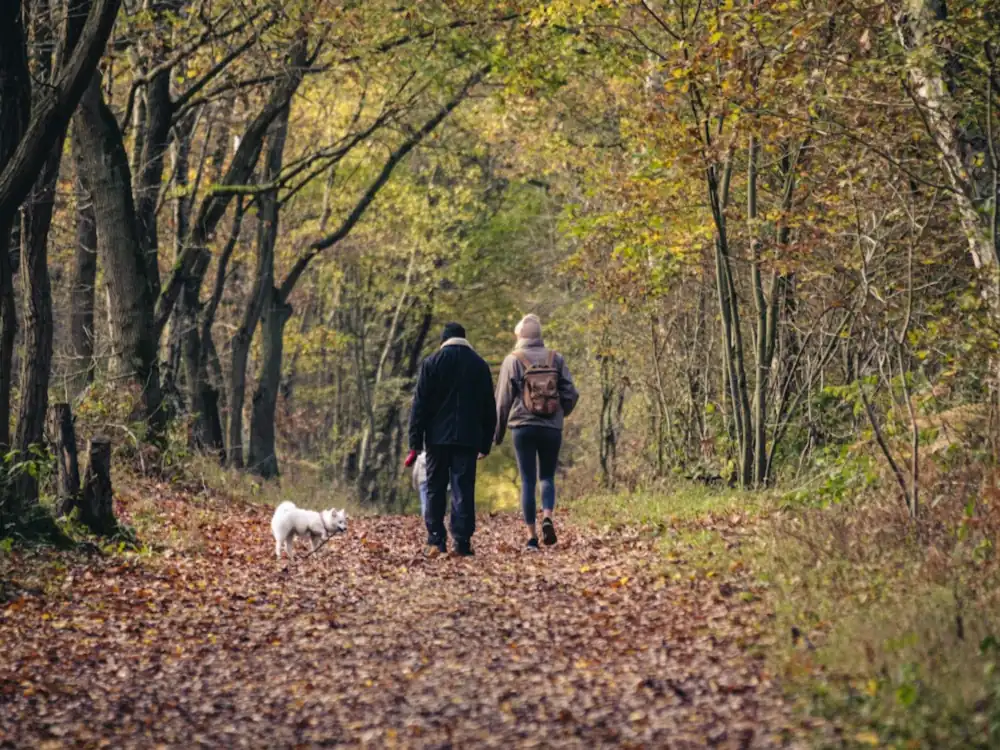 Paar mit Hund beim Herbstspaziergang im Wald