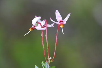 Blüten der Moosbeere (Cranberry)