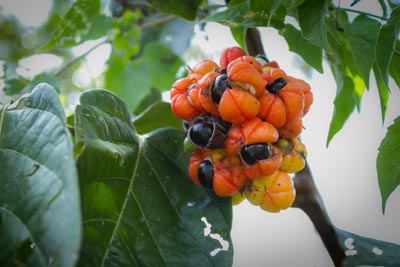 Abnehmen mit Guranas, rote Früchte aus Südamerika