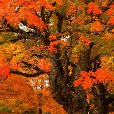 Warum unser Immunsystem im Herbst runterfährt Warum unser Immunsystem im Herbst runterfährt
