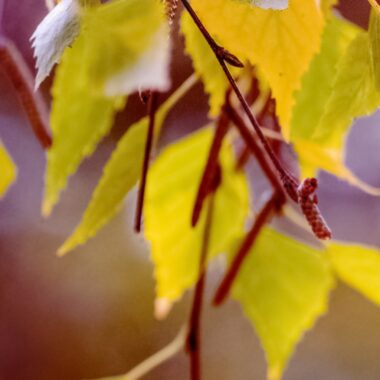 Herbstliche Rezepte: 5 Genussmomente Herbstliche Rezepte: 5 Genussmomente
