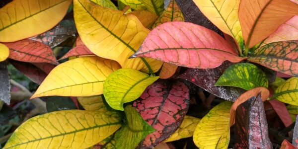 blätter herbst
